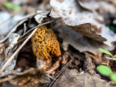 В российских лесах завёлся странный гриб (фото)