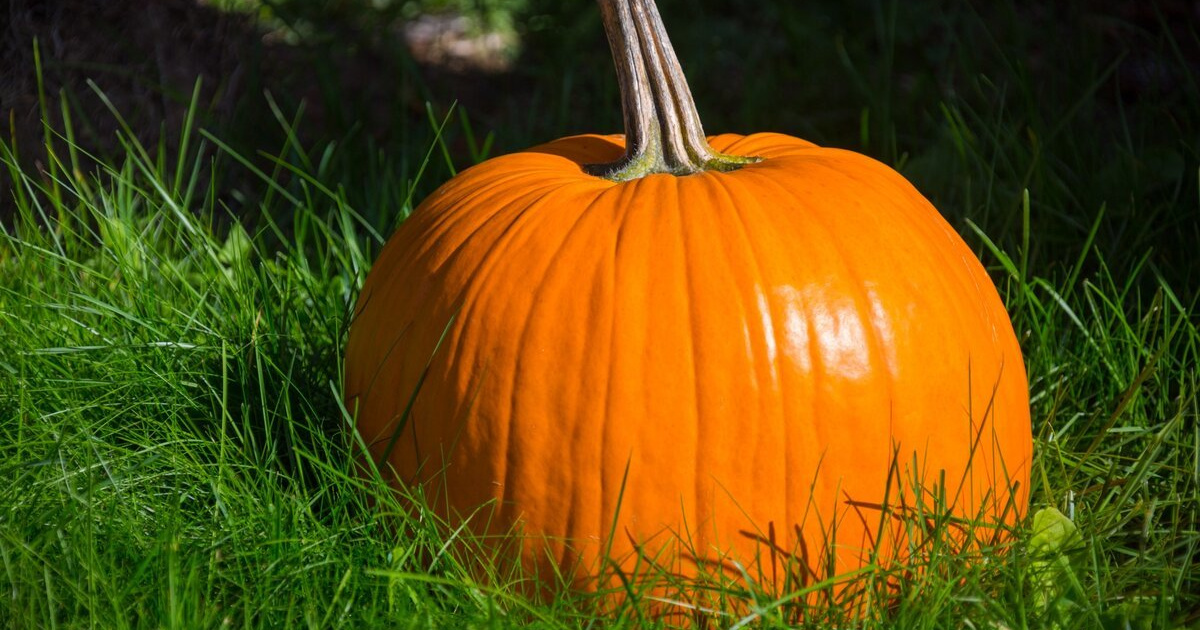 Тыква во сне к чему. Тыква крупноплодная хэллоуин. Тыквенные овощи. Приснилась ярко оранжевая тыква женщине. Кучка тыкв.