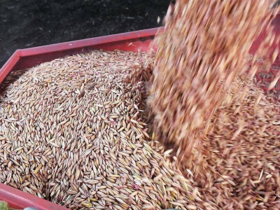 Киев "получил" от Польши за слова по импорту зерна