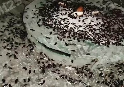 Тараканы оккупировали московский двор и попали на видео