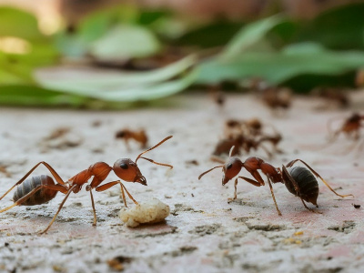 От муравьев не останется и следа: простые способы борьбы с насекомыми