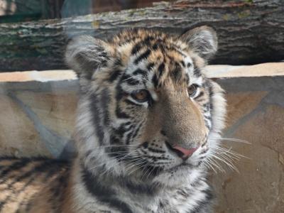 Тигр Зевс из Ленинградского зоопарка оказался любителем водных забав