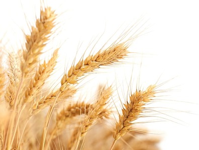 В России проходит апробацию технология по получению топлива из пшеницы