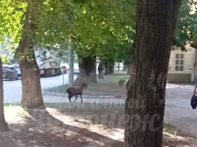 На улицах Воронежа заметили удивительное животное