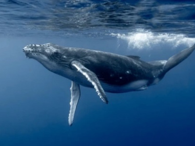 Как нефтегазовая компания способствует сохранению китов?